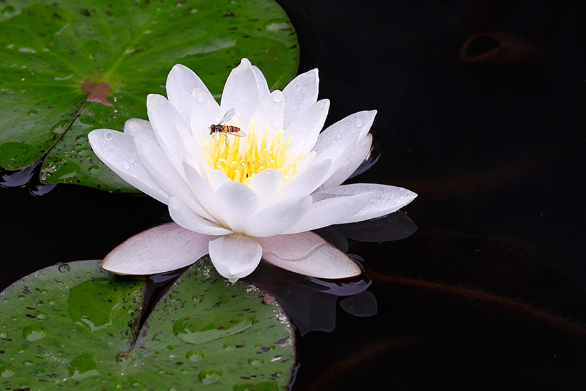 亲授班玄武拳演练