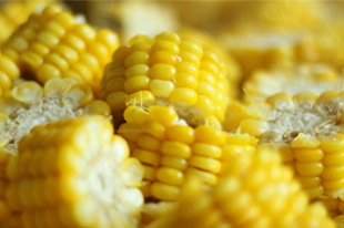 武当武术夏令营