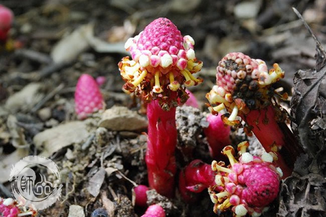 武当山：天然药库举世无双