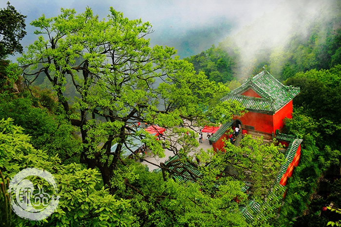 武当山春季展笑颜