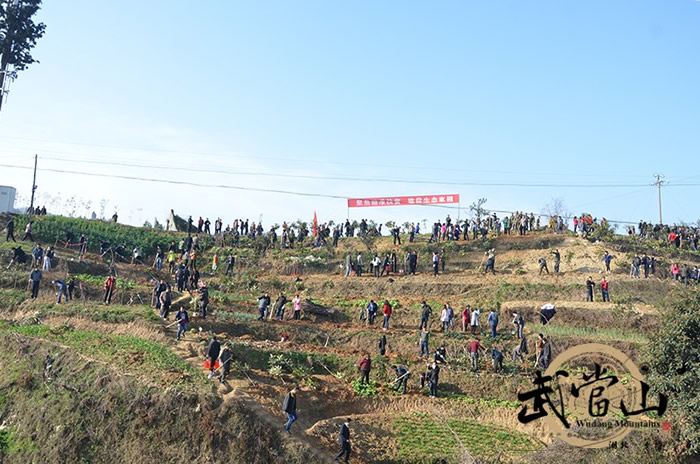 春回大地，武当山特区植树忙