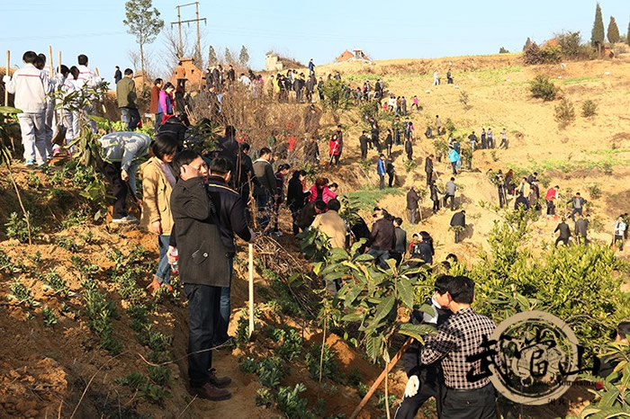 春回大地，武当山特区植树忙