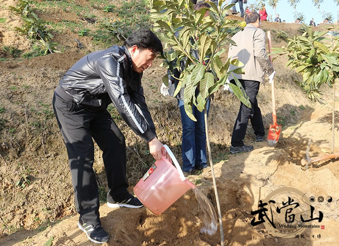 春回大地，武当山特区植树忙