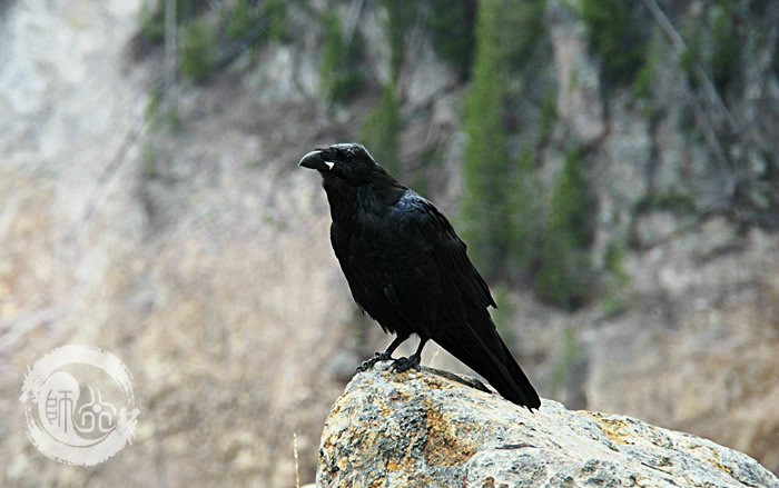 乌鸦为何被武当山尊为神鸟?