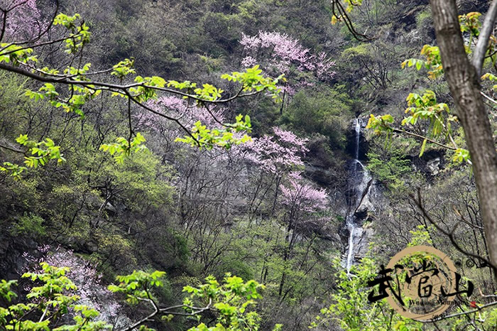 武当华桑花海如期绽放