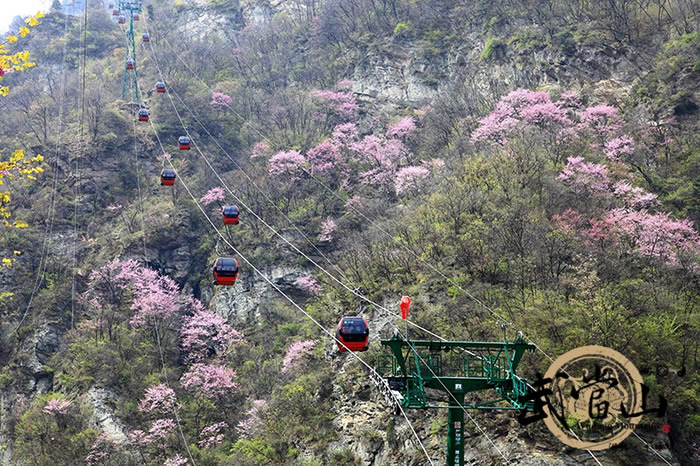 武当华桑花海如期绽放