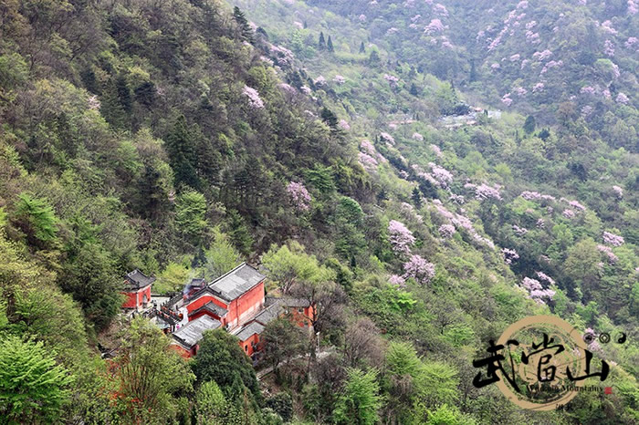 武当华桑花海如期绽放