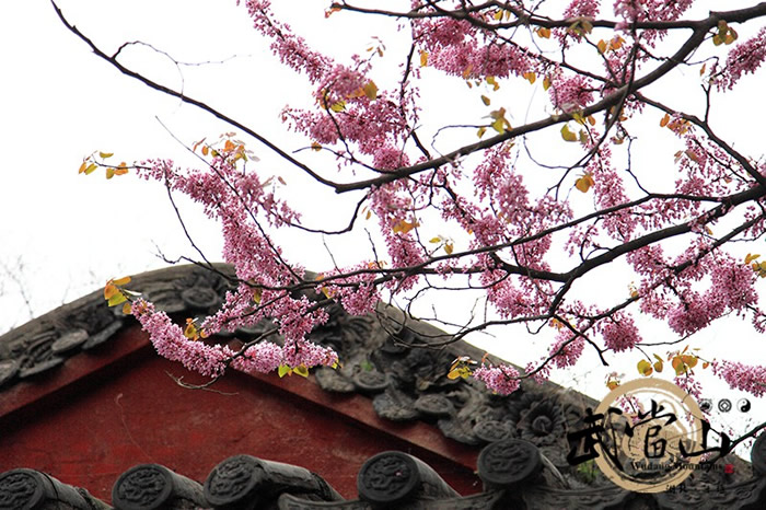 武当华桑花海如期绽放