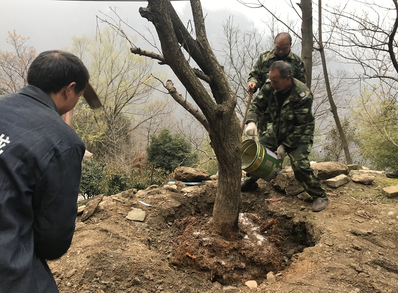 武当山迎回4棵樃梅树，樃梅盛况指日可待