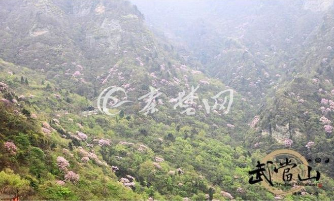 大美武当-人间四月芬芳尽，武当华桑始盛开。