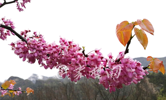 大美武当-人间四月芬芳尽，武当华桑始盛开。