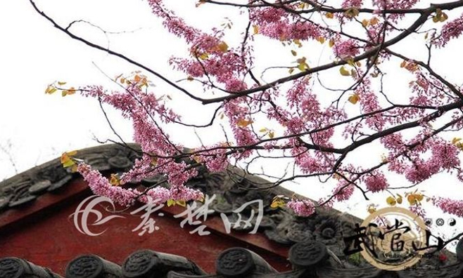 大美武当-人间四月芬芳尽，武当华桑始盛开。