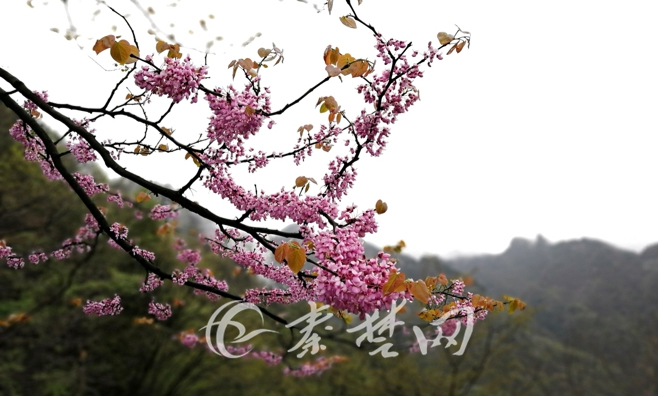 大美武当-人间四月芬芳尽，武当华桑始盛开。