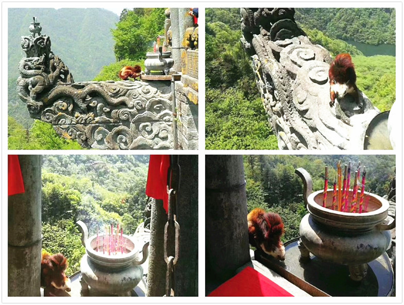 三月三奇观！武当萌兽无根水沐浴净身后 向玄天上帝拜寿 