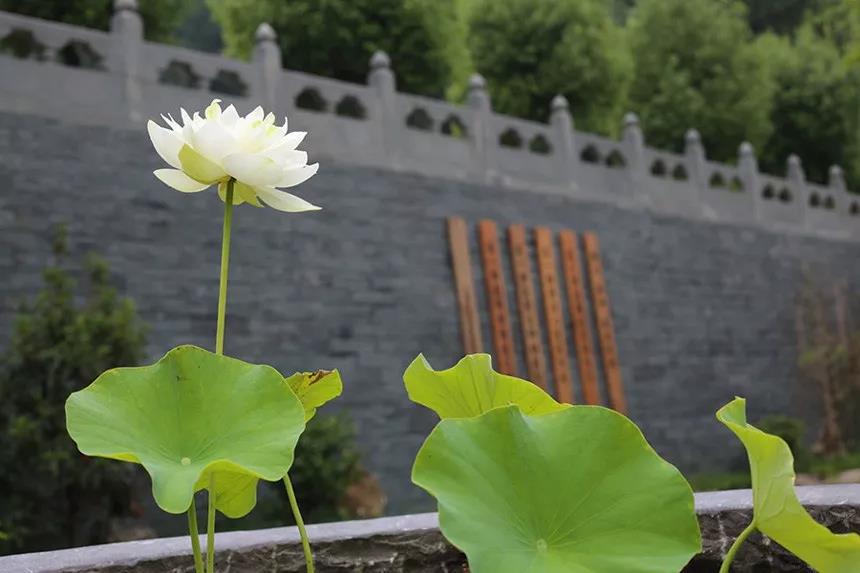 武当武术夏令营